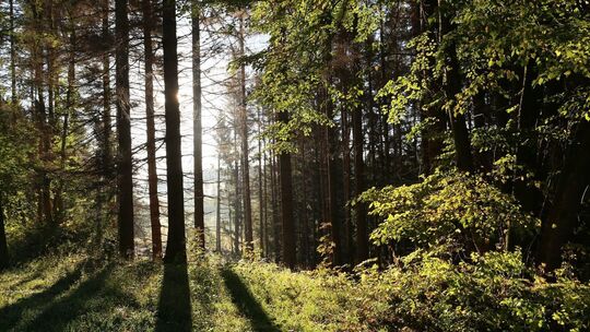 Wald