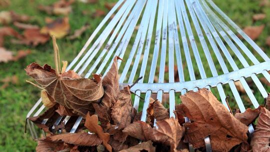 Richtige Pflege: Rasen im Herbst vor Unkraut und Moos schützen