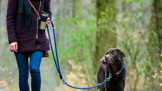 Kommunen erzielen Plus bei der Hundesteuer
