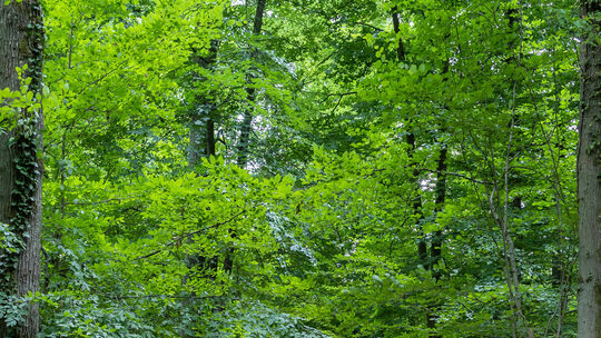 waldfriedhof_9919