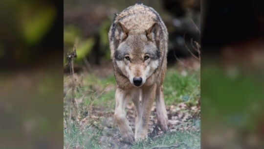 Wolf