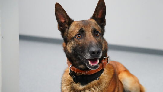 Polizeidiensthund