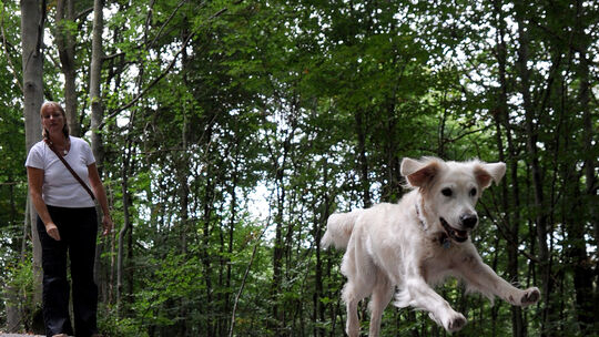 Nicht immer Leinenzwang für Hunde