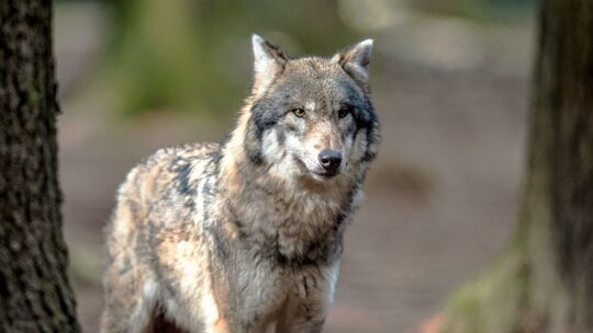 Wolf
