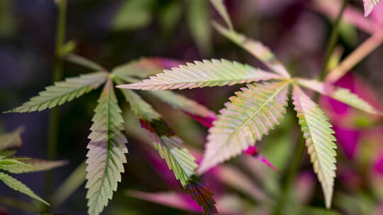 Cannabis