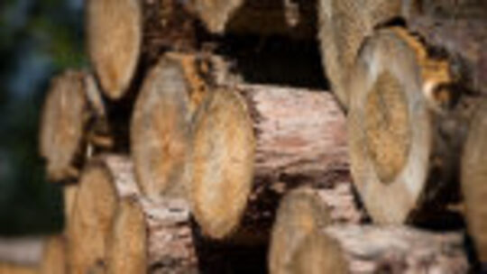 Holz - Baumstämme