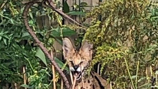 Serval tummelt sich in Garten im Münsterland