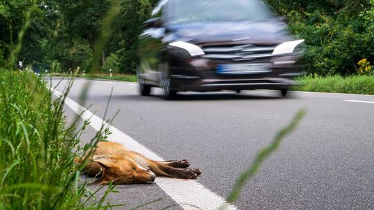 Protest gegen geplantes neues Jagdgesetz in Rheinland-Pfalz