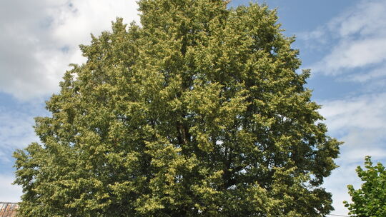 baum-brunnenstrae - 1