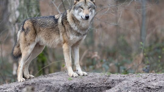 Wolfsrudel in Rheinland-Pfalz wachsen