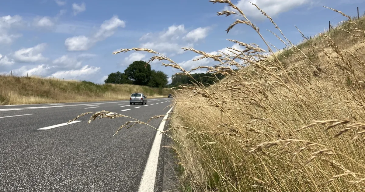Wurde zu spät gemäht? Debatten um hohe Gräser an Straßenrändern