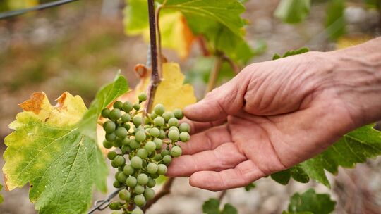 Weingut Volk in Spay