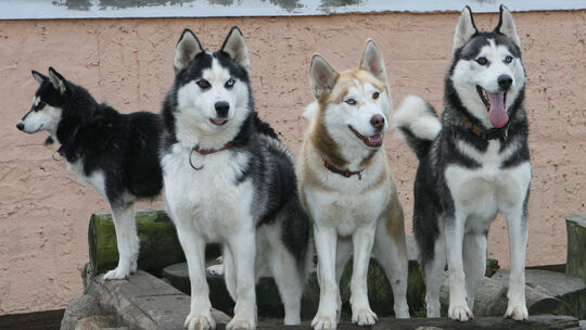 75 Huskys werden in Auffangstation betreut