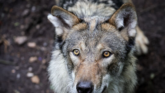 Wolf im Tierpark