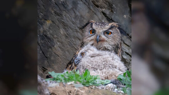 070623-wildlife5