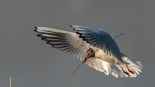 a9206466-lachmoewe_nestbau