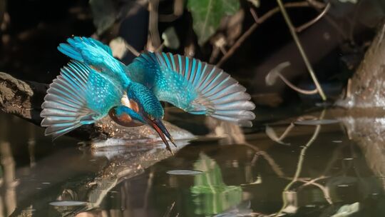 70623-wildlife3