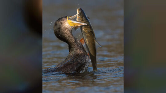 070623-wildlife4