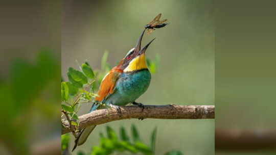 150623-walter-muller-wildlife2