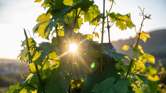 Wetter an der Mosel