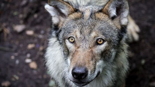 Ministerin Eder stellt neuen Wolfsmanagementplan vor