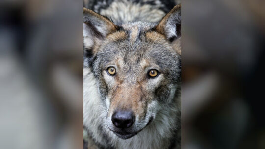 Ministerin Eder stellt neuen Wolfsmanagementplan vor