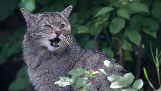 Wildkatze