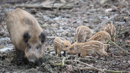 Wildschweine