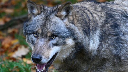 Wolf