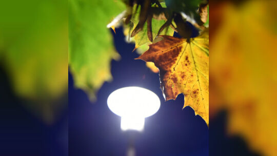 MORGENBILD: Laub zusammenrechen im Herbst
