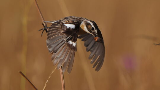 bild-7-braunkehlchen-_mannchen_mhofer-57586-weitefeld