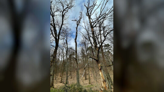 Borkenkäfer-Befall bei Eichen