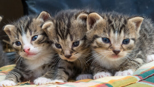 Katzenbabys