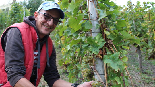 Essigfäule im Weingut Göhlen Ehrenbreitstein