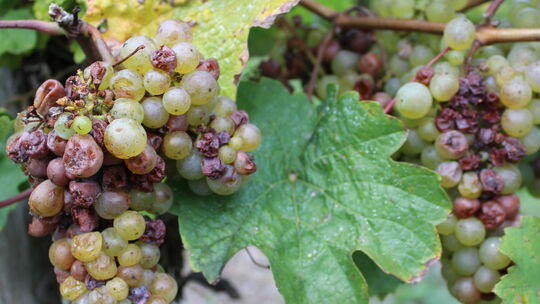 Essigfäule im Weingut Göhlen Ehrenbreitstein
