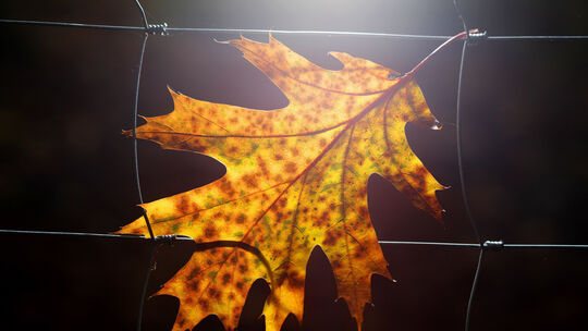 Herbstblatt an einem Wildzaun