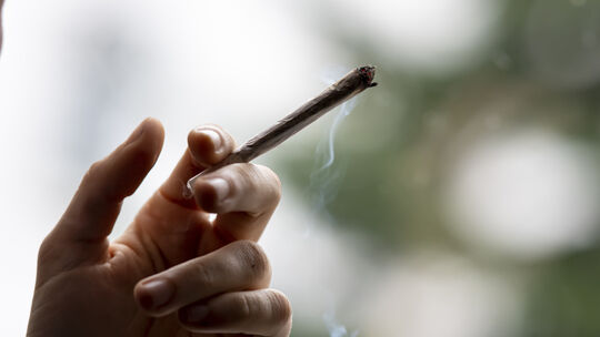 Cannabis