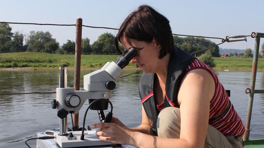 studienarbeit-hockerflohkrebs-auf-der-elbe-bei-dresden_bild-winkelmann
