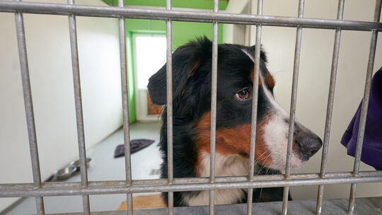 Hunde im Tierheim