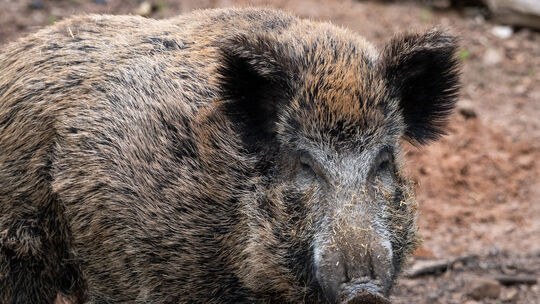 Wildschwein