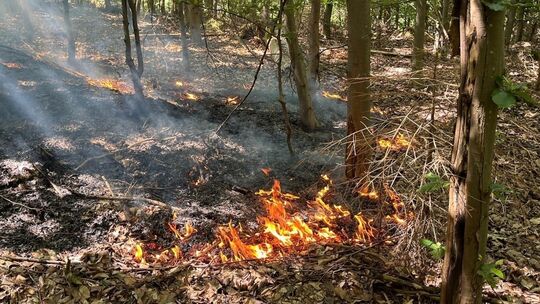 2616141_1_org_image_d9913148ace7388