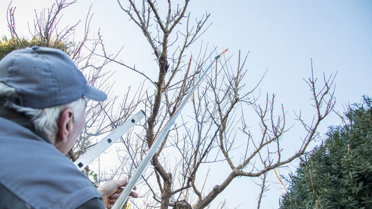 Winterschnitt der Obstgehölze: Ausdünnen verbessert die Ernte