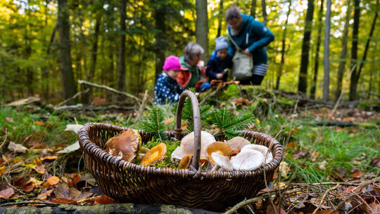 Leckerbissen aus dem Wald: Wie wär's mit Pilzen im Cupcake?