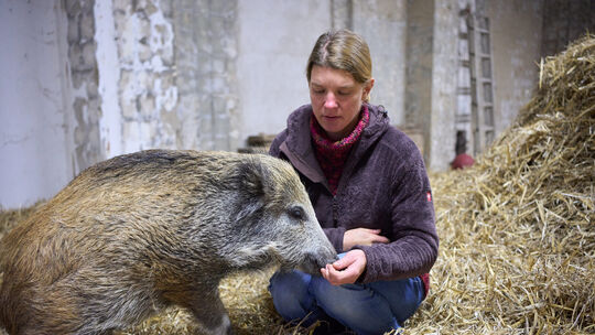 Ein Wildschwein macht «Sitz»