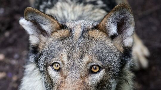 Ministerin Eder stellt neuen Wolfsmanagementplan vor