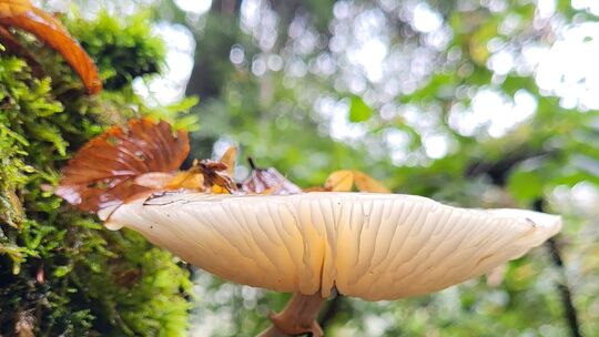 pilz_portrat_schleimiger-wustling