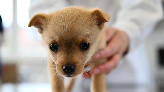 Hund beim Tierarzt