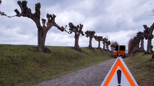 Baumpflege in der historischen Feston-Allee