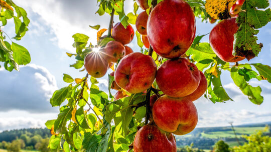 Zertifizierungskurs Obstbaumpflege