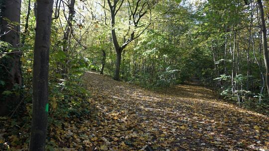Momentan ist der Vogelschutzpark stark verwildert. Das soll sich demnächst ändern. Der Eigenbetrieb Grünflächen- und Bestattungs
